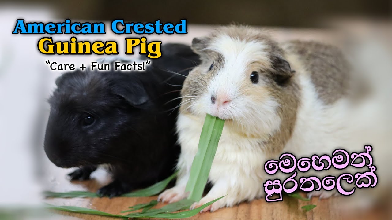 American Crested Guinea Pig ගැන හැමදෙයක්ම : Care, Personality, and Unique Traits