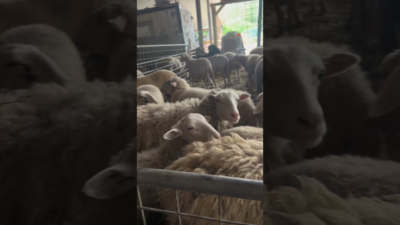 مشينا باش ندبحوا العيد 🐏🥰ولكين يا فرحه 😢متمت 😢هدا حال العيد في ألمانيًا