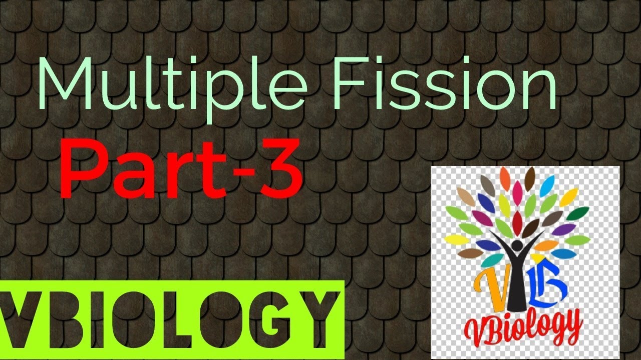 Multiple fission || Asexual reproduction || XII and X class ||