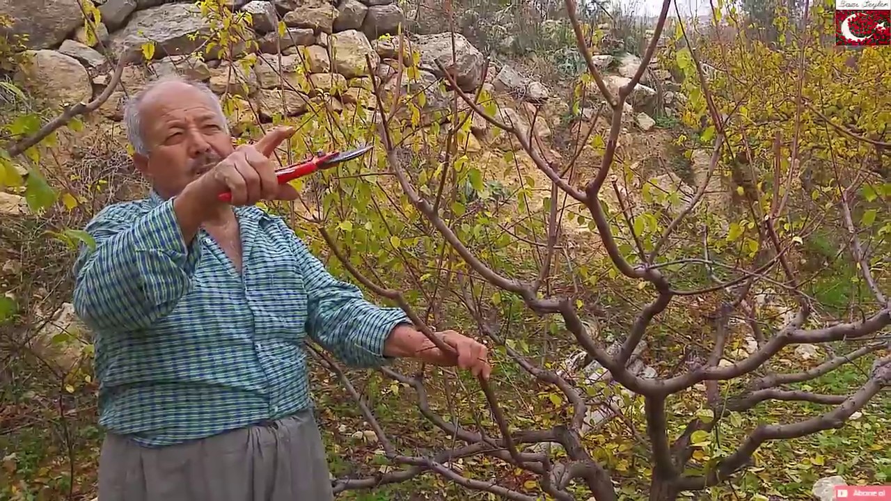 Erik Budası - prune -  Erik Nasıl Budanmalı