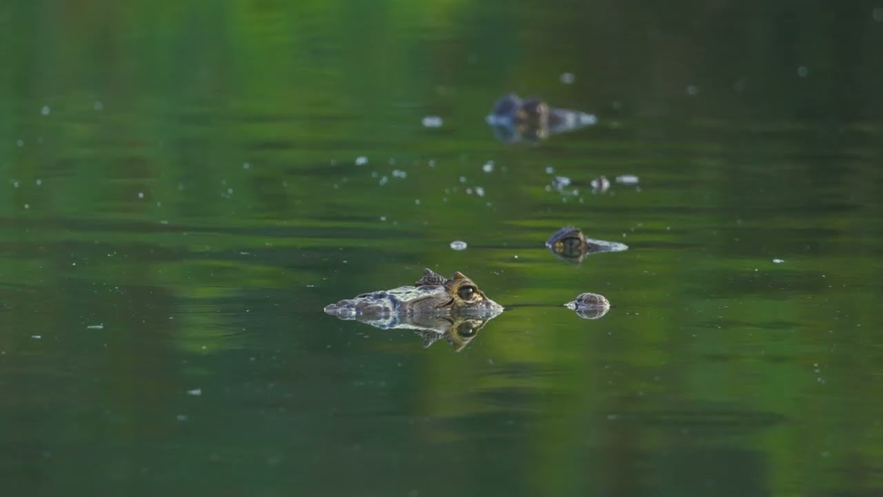 Caiman slips into the depths 🐊