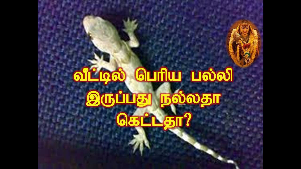 வீட்டில் பொிய பல்லி இருப்பது நல்லதா கெட்டதா/Whether having a lying lizard in  house is good or bad