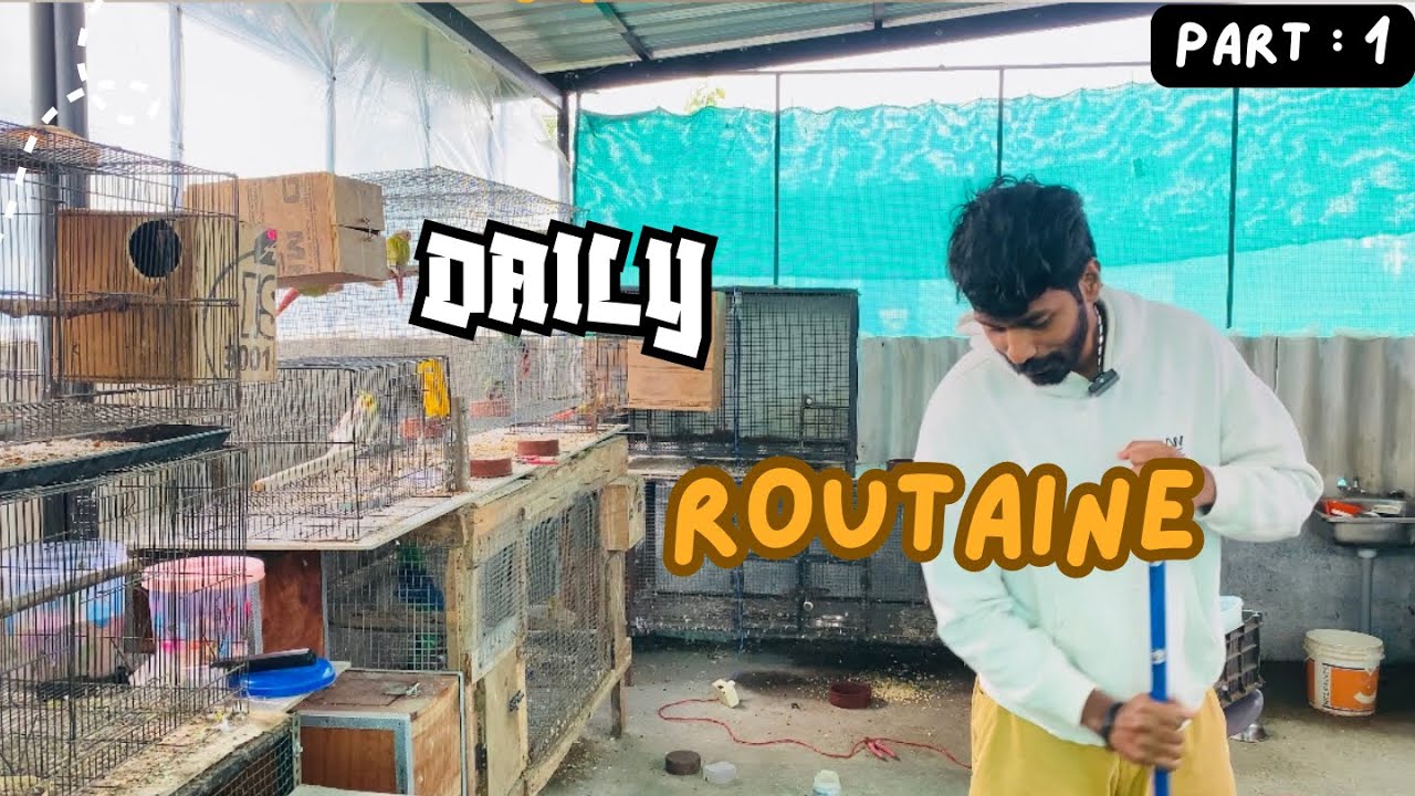 Food എങ്ങനെ കൊടുക്കണം?How to feed a bird in properly? #youtube #malayalam