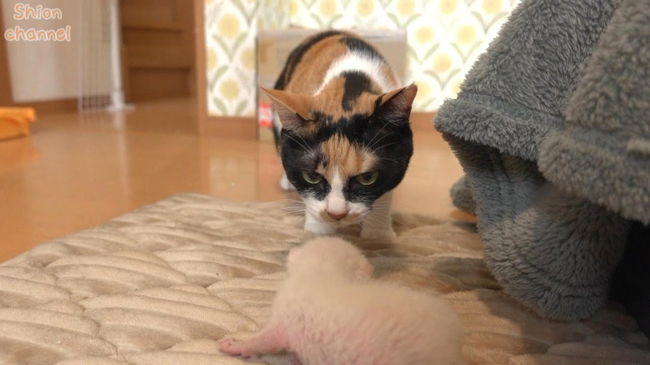 【生後11日】猫見知りな猫が１年ぶりに子猫に会ったらこうなりました