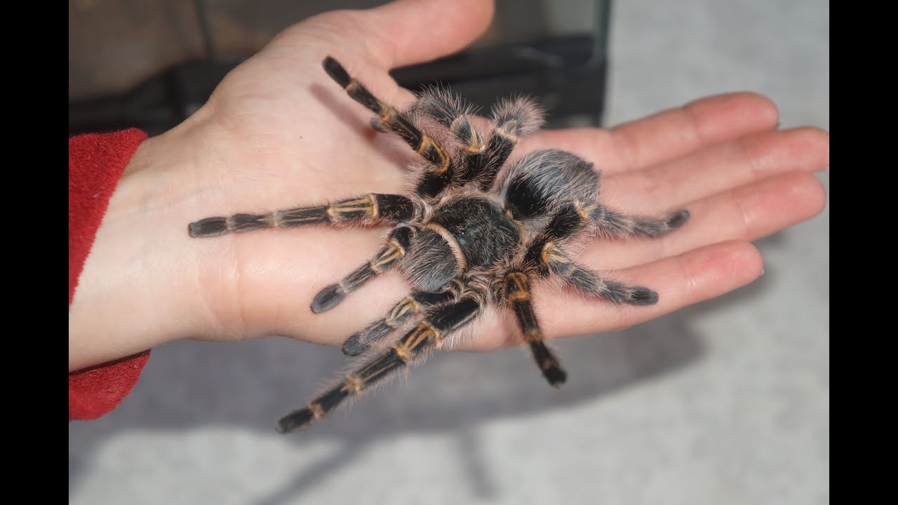Паук-птицеед Grammostola aureostriata : переселяем нашего паучка ;-)