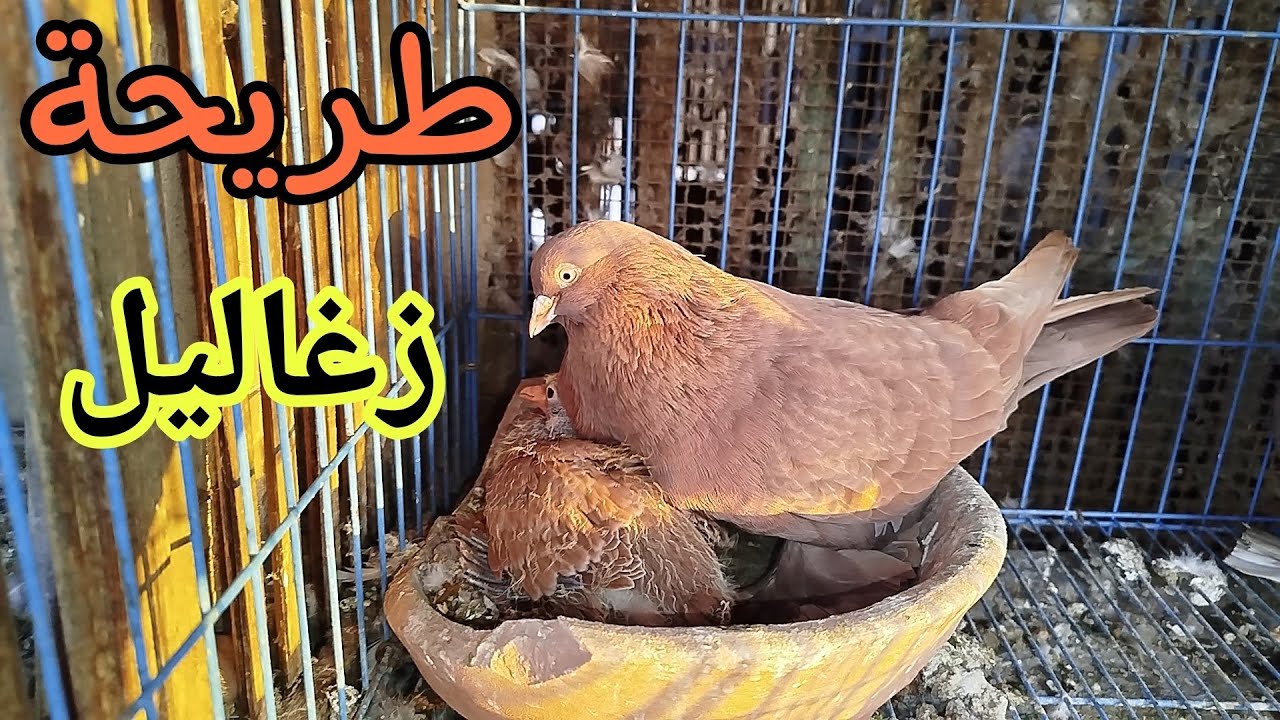 زغاليل كتير🕊️🔥شوف هنعمل معاهم ايه❤️🤷 واحلى متابعه للحمام