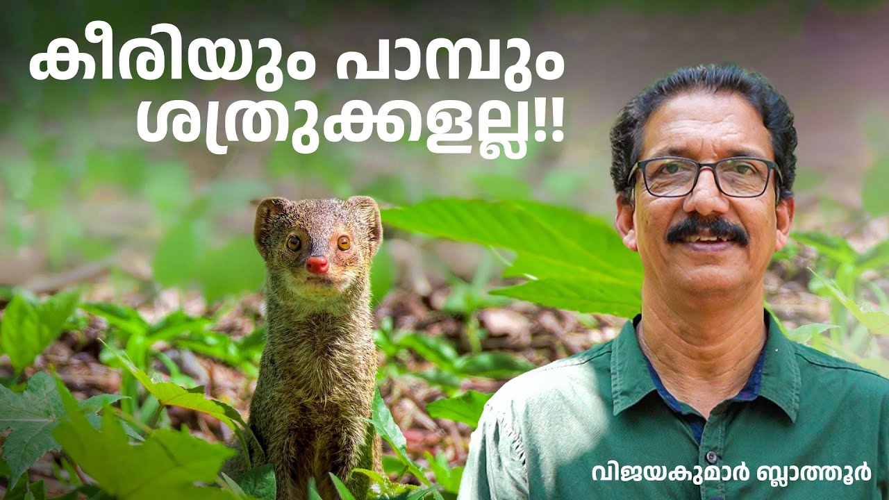 കീരി പാമ്പിനും മീതെ ആയതെങ്ങനെ  Mongoose and snakes are not enemies #കീരി #പാമ്പ്  #animalfactsvideos