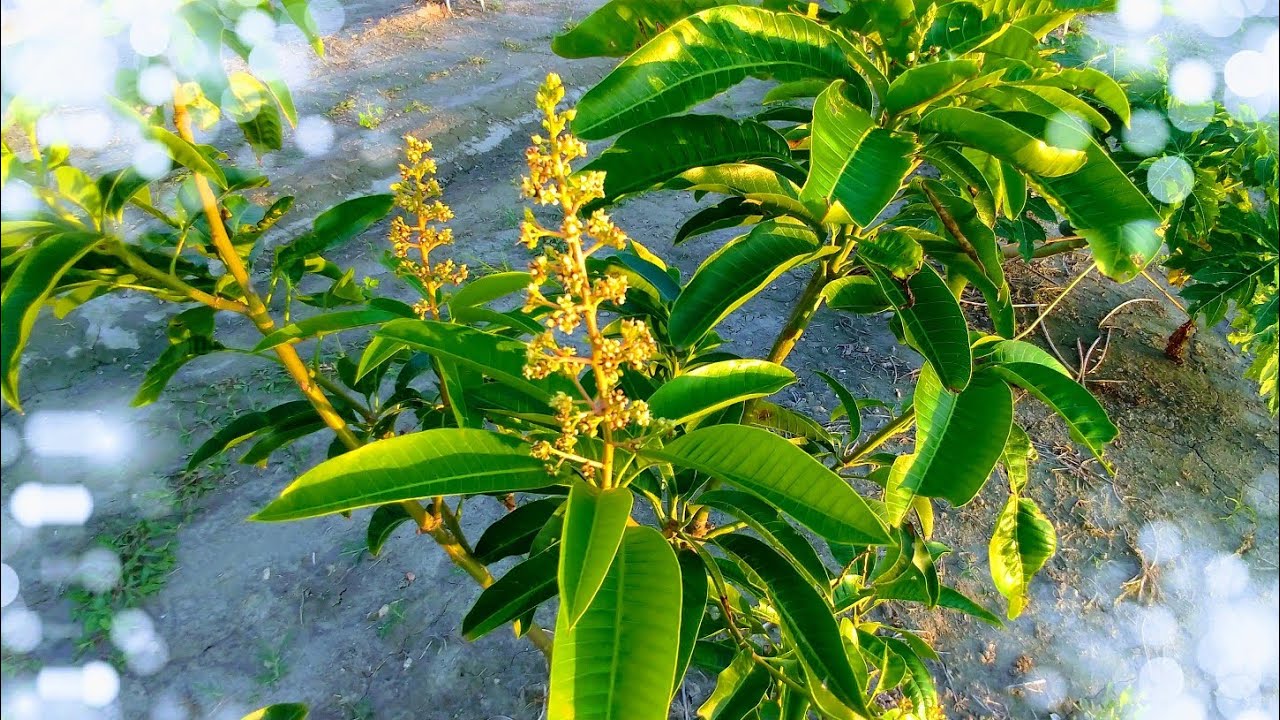 為什麼要種「四季蜜芒果」？影片告訴你！