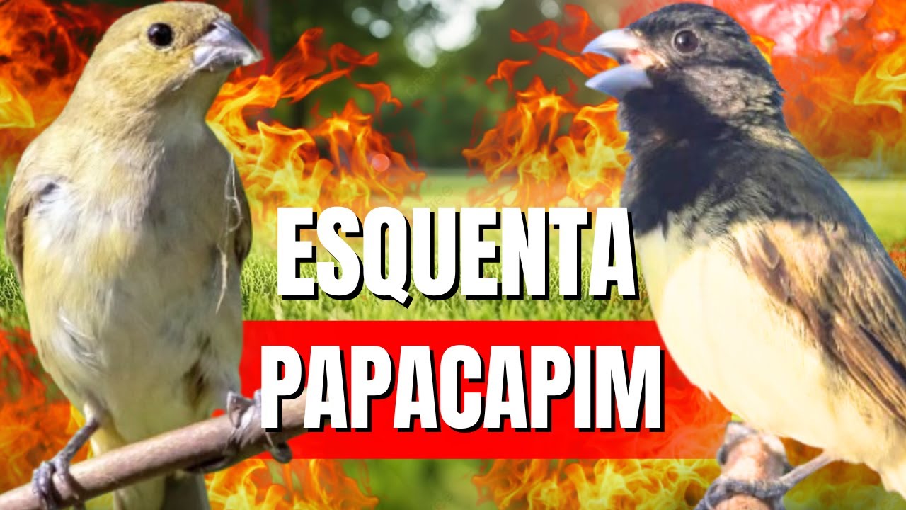 Canto Papa capim siu siu com Fêmea chamando para Esquentar papa capim siu siu e encarte de papacapim