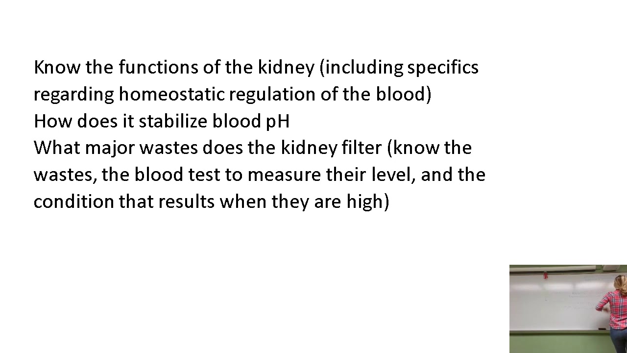 Urinary System Overview Study Session
