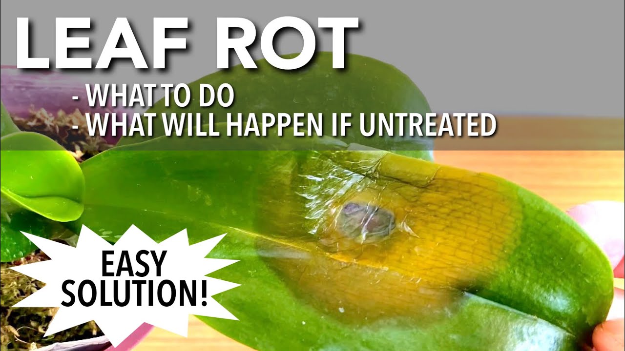 LEAF ROT - Phalaenopsis Leaves | What To Do with Leaf Rot in Orchids | What Will Happen If Untreated