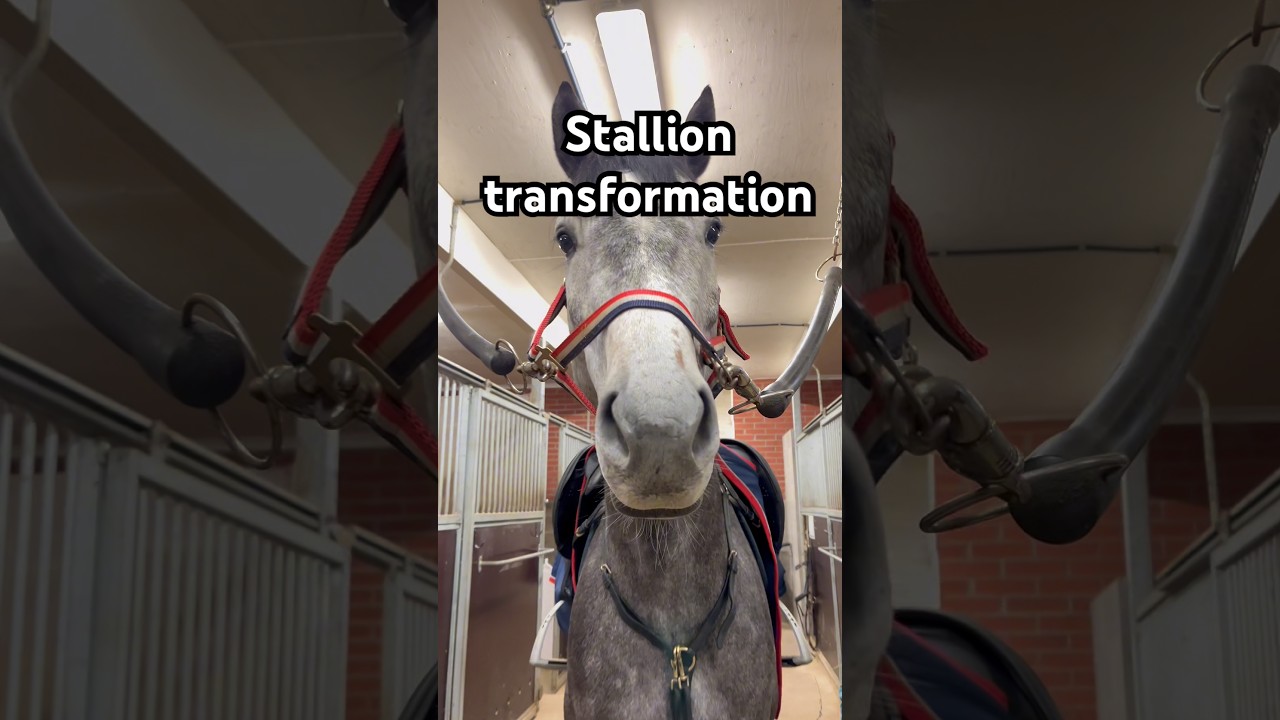 Stallion transformation 🐴💕 #stallion #equestrian #horses #horsegirl #horsetransformation