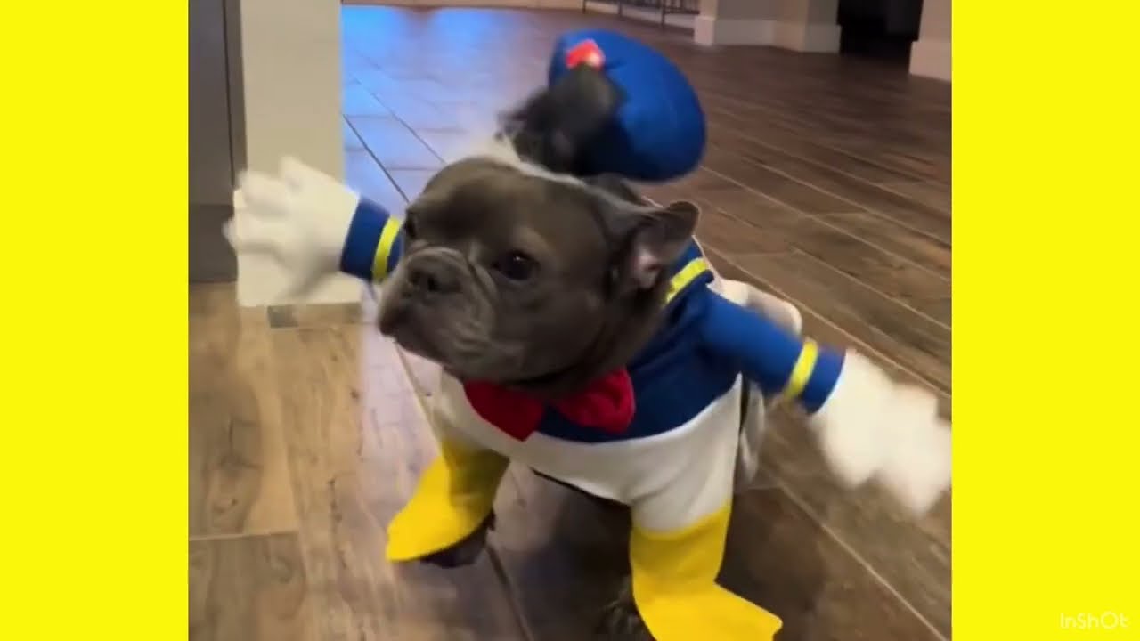 Funny Hilarious Comical French Bulldog/TikTok Compilation #frenchiefun