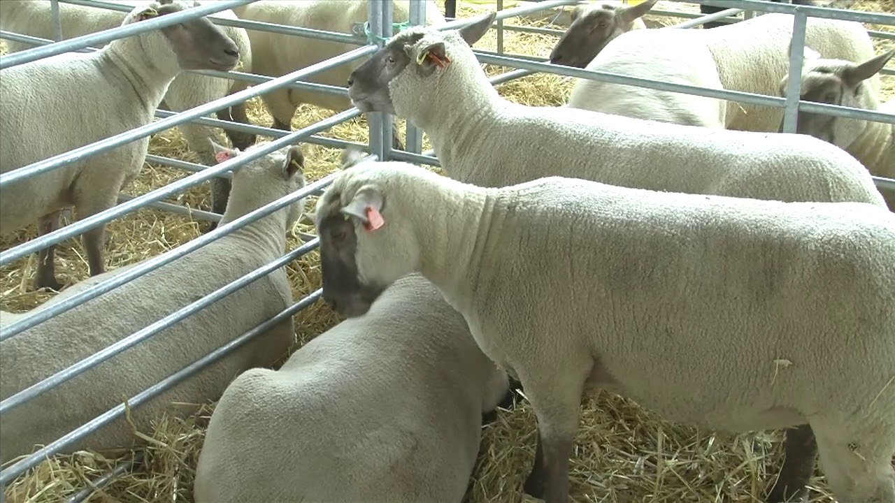 #FeteAgri2018 - Le concours du mouton vendéen