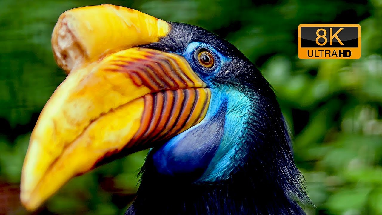 THE WORLD OF BIRDS in 8K ULTRA HD | BIRDS SPECIAL COLLECTION | WILD LIFE