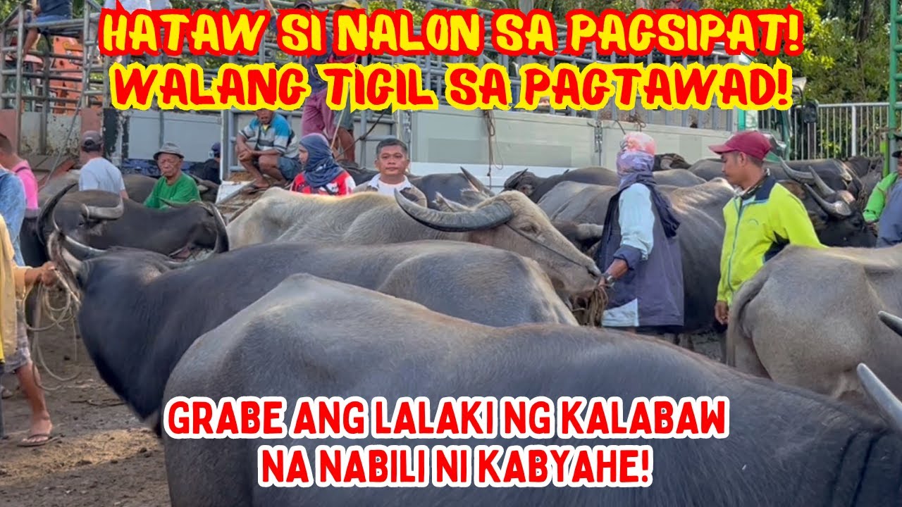 HATAW SI NALON SA PAGSIPAT! WALANG TIGIL SA PAGTAWAD! GRABE ANG LALAKI NG KALABAW, NABILI NI KABYAHE