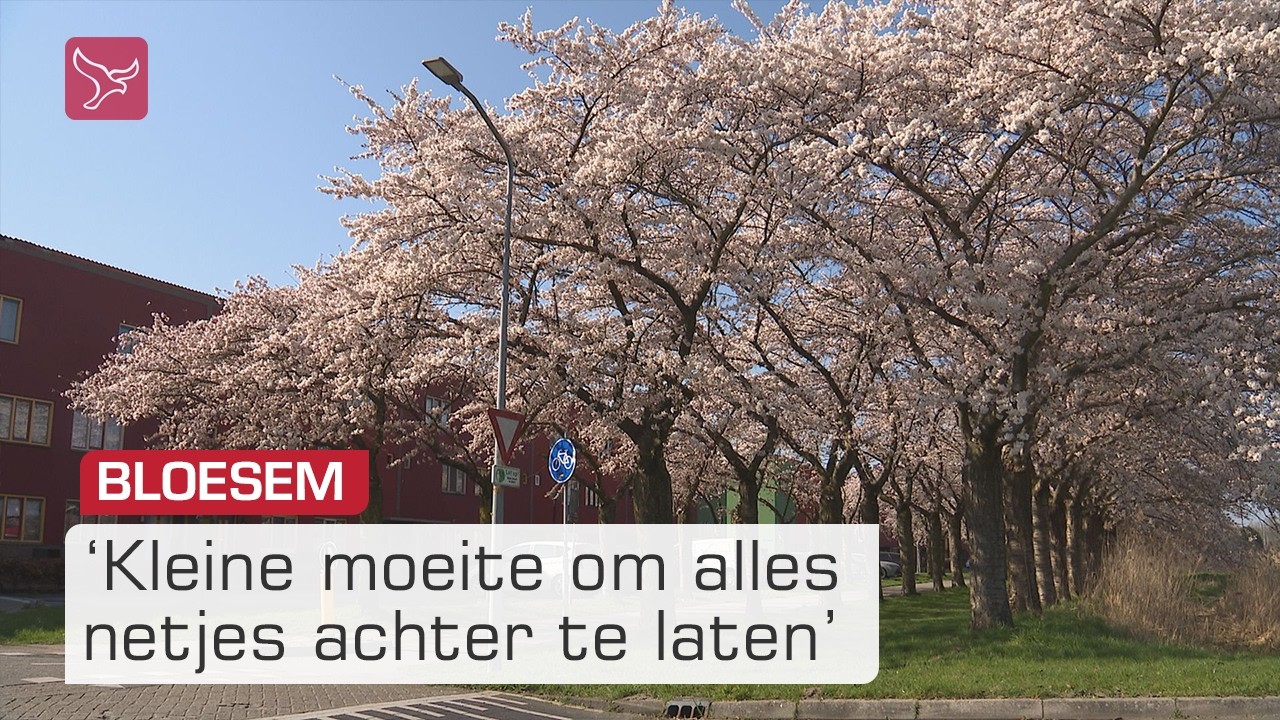 'Komende weken liever geen hondenpoep onder de bloeiende kersenbomen' | Omroep Flevoland