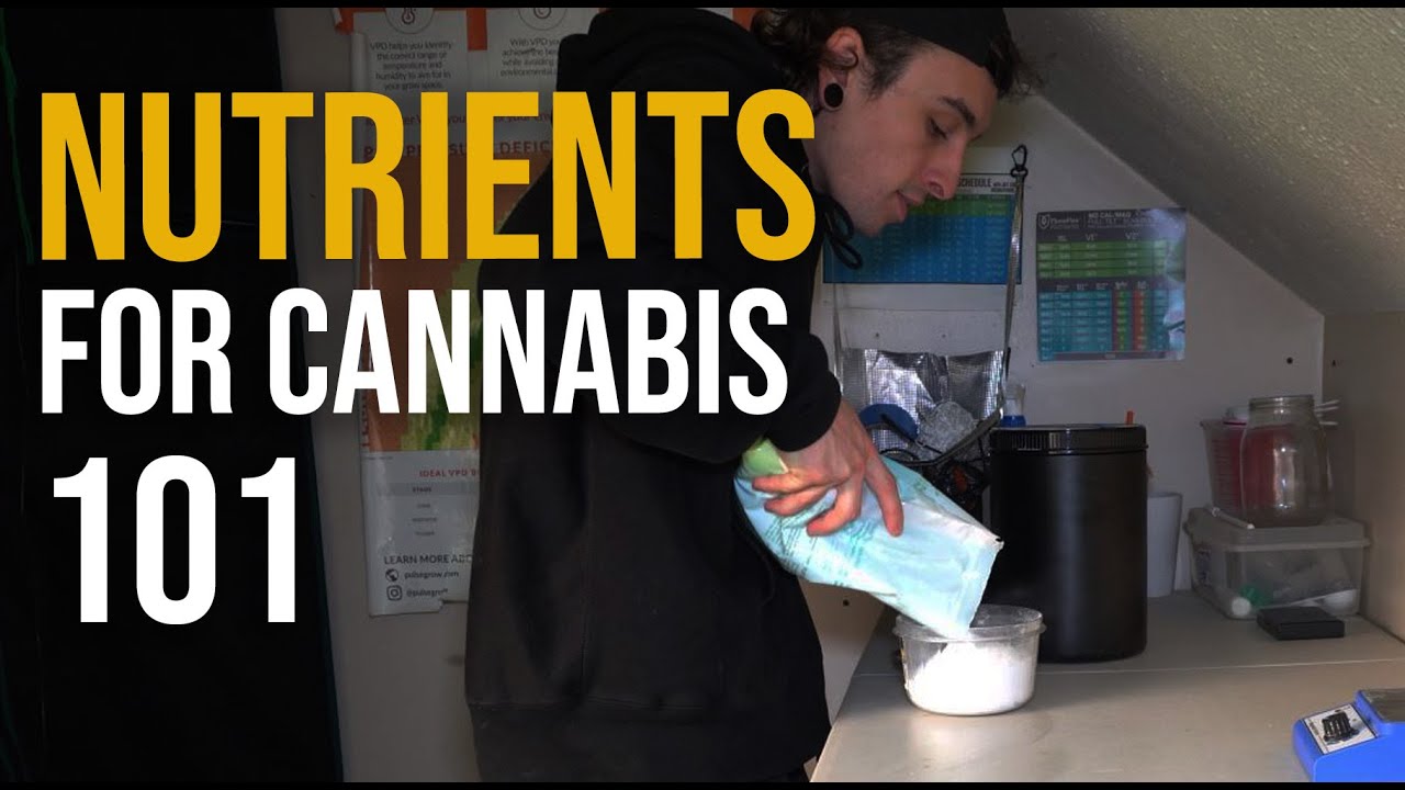 Nutrient 101 - How to Feed Your Plants for Massive Yields