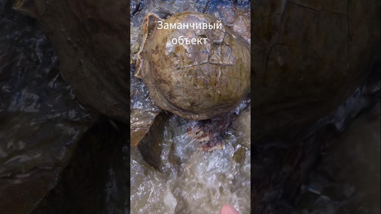 Огромное удовольствие доставать септарию из потока ручья,в предчувствии её великолепия.#камниснами