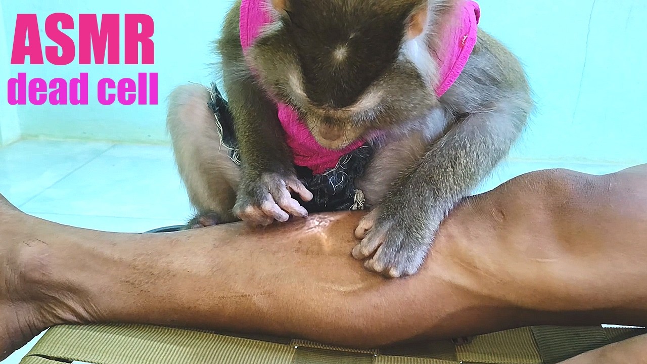 Real ASMR Monkey Grooming Leg Dead Cell | Satisfying Scalp Tapping And Tingly Mouth Sounds