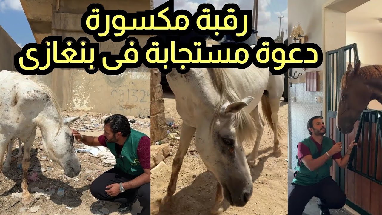 رقبة مكسورة دعوة مستجابة وموكب سيارات حراسات وافخم اسطبل فى اول يوم بنغازى ليبيا