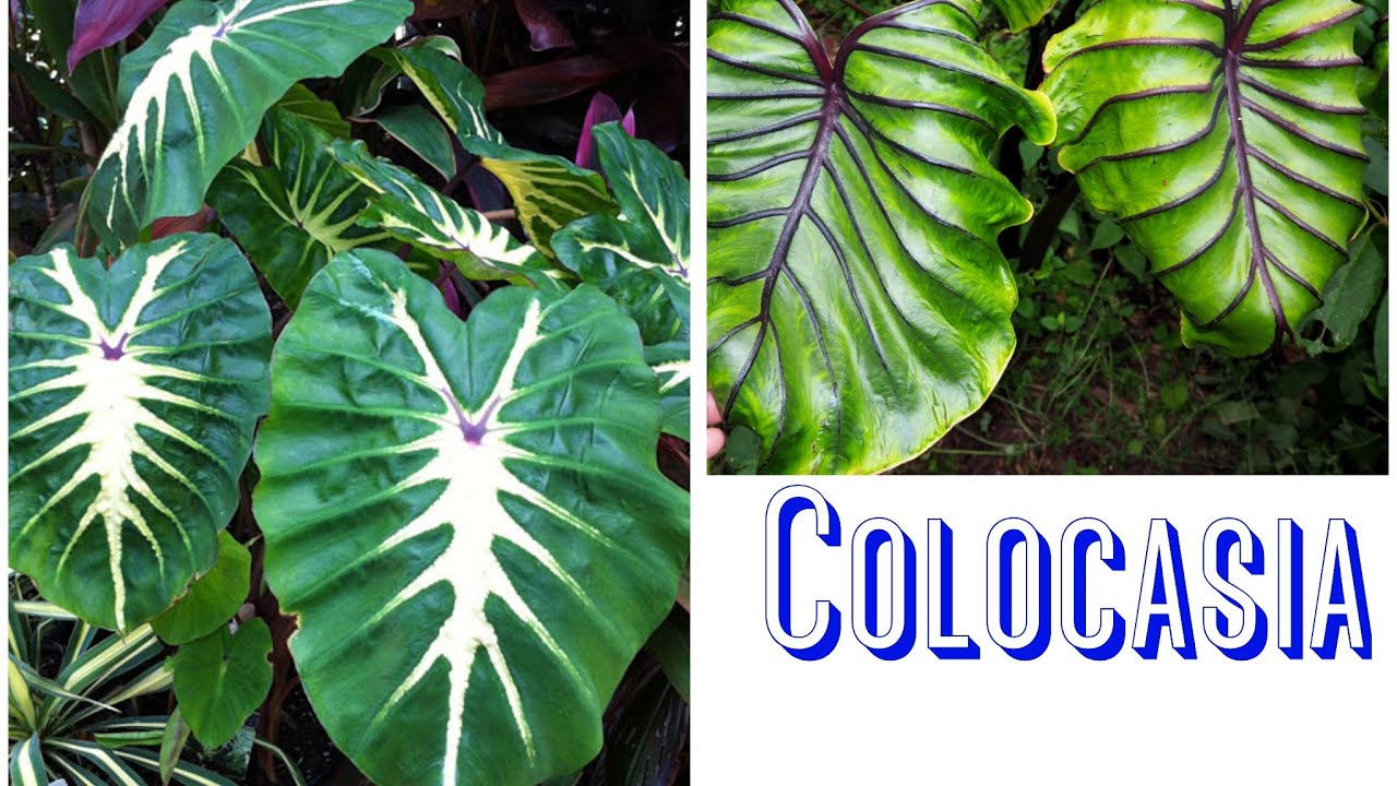 Colocasia