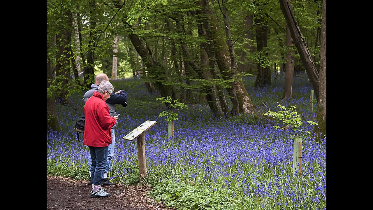 Arlington Bluebell Walk