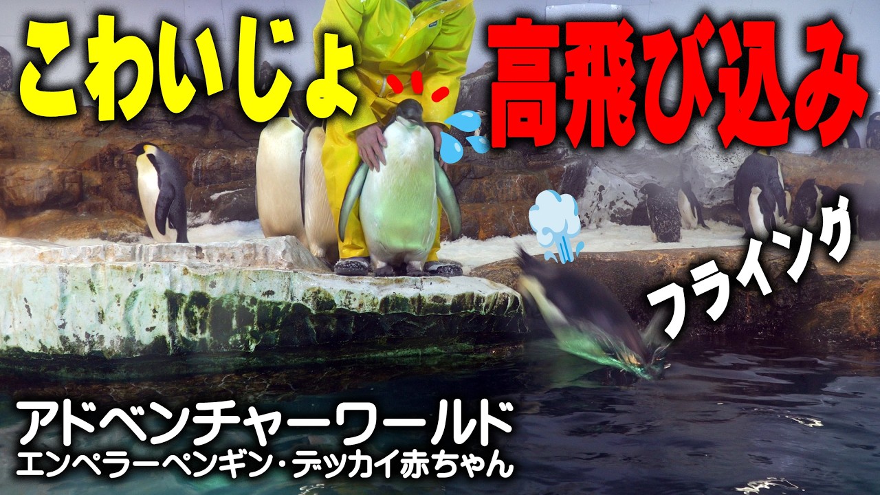 【いきなり高飛び込み！】飼育員さんの説明に唖然 アドベンチャーワールドエンペラーペンギンのデッカイ赤ちゃん