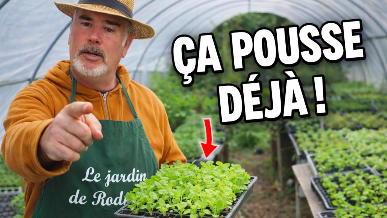 Semis sous tunnel en février : salades, poireaux, choux-fleurs… ça démarre fort !