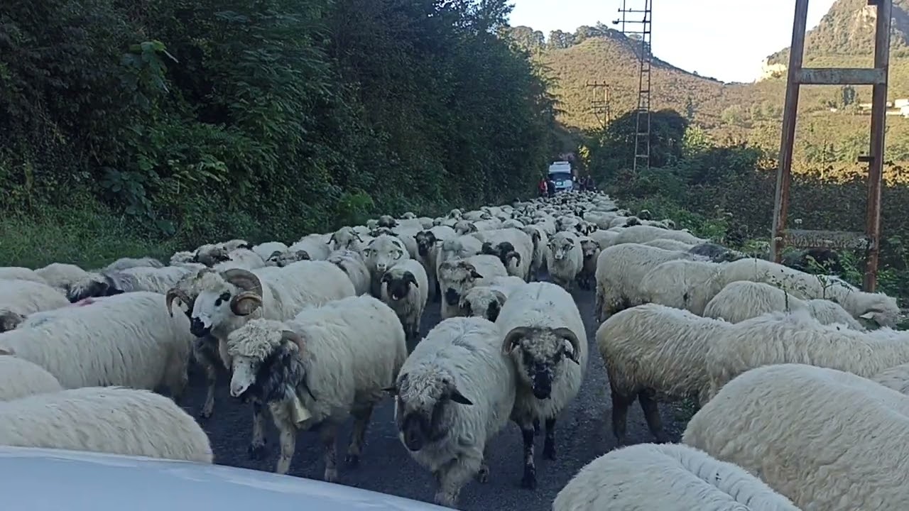 çobanlar yayladan göçüyor kar geliyor dağlara