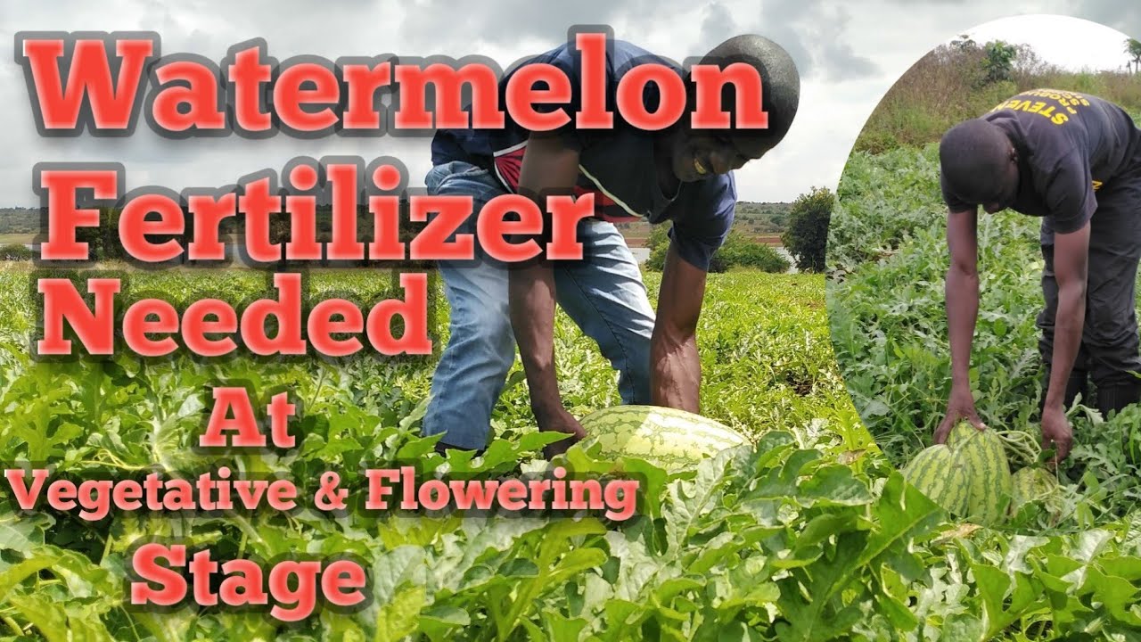 Which Fertilizer to apply in watermelon at vegetative and flowering stage and water quantity needed.