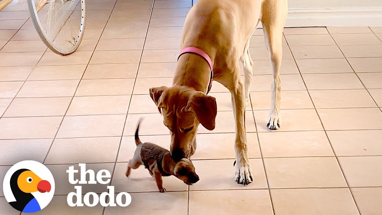 Tiny Puppy Moves In With Enormous Great Dane — Their Bond Is Adorable | The Dodo