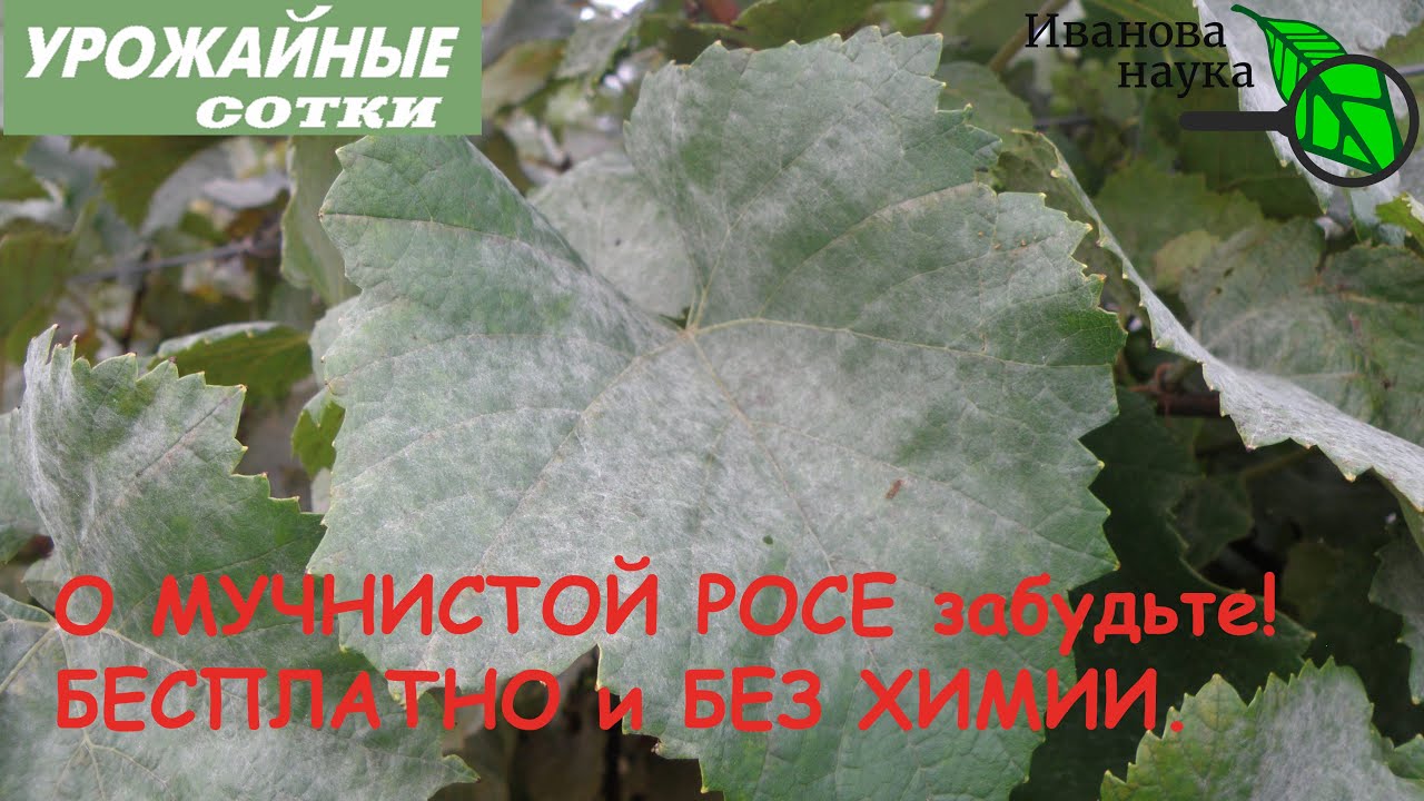 МУЧНИСТОЙ РОСЫ БОЛЬШЕ НЕ БУДЕТ! Выбирайте любой рецепт БЕЗ 