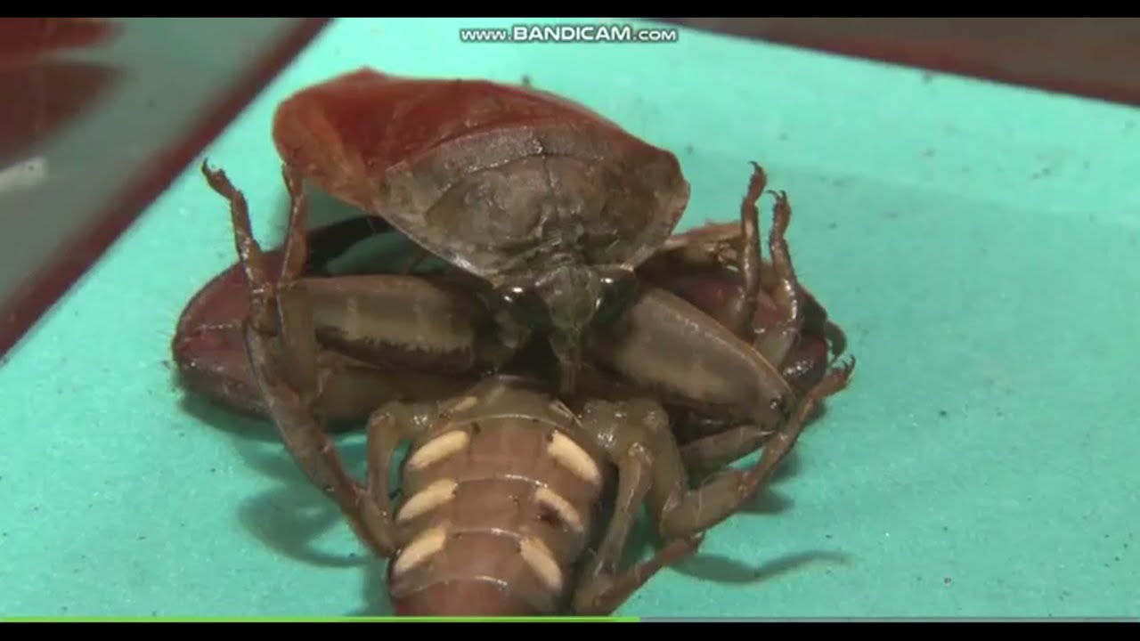 BLATTE TUNISIENNE VS SCORPION MAROCAIN (SPECIAL QUINTÉ + 4K ABONNÉ MERCI A VOUS)