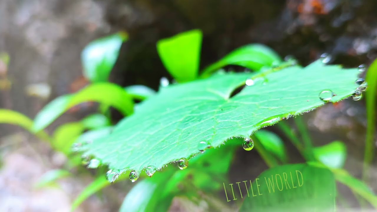 Gone - Little world | Max E.