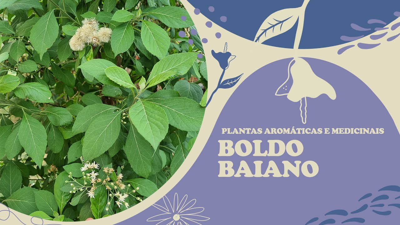 Boldo-Baiano - Aromatic and Medicinal Plants Series