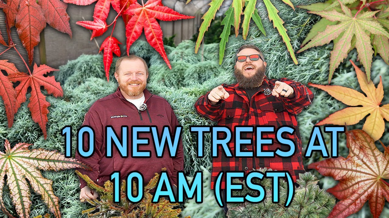 10 @ 10 (Jan 29): Hubb's Red Willow, Biltmore Blue, Peaches & Cream, and the BEST Ghost Maple!