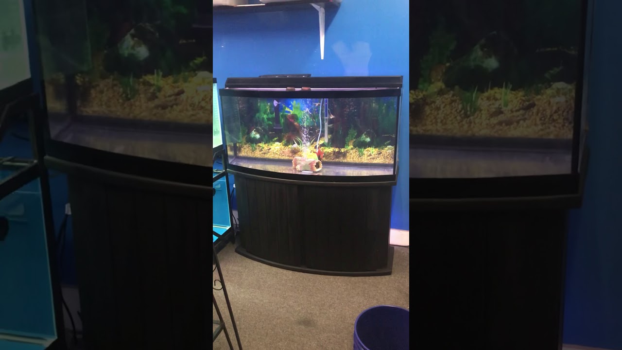 72 gallon Bowfront Aquarium fish tank complete set up $400