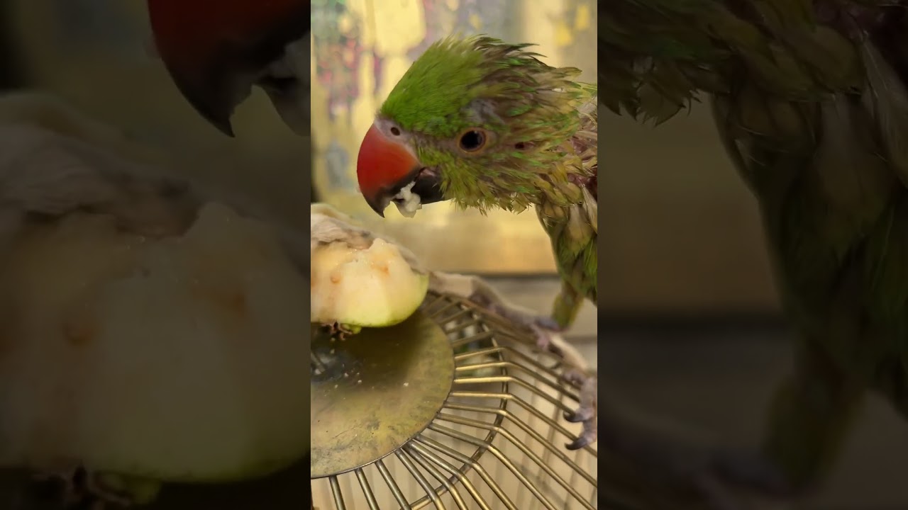 mittu ko bhulh lgi thi kaise kha raha hai 