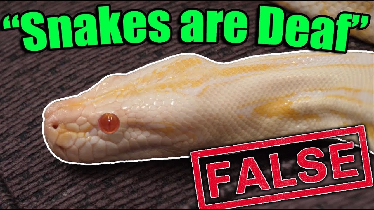 8 MORE Common Reptile Myths DEBUNKED!