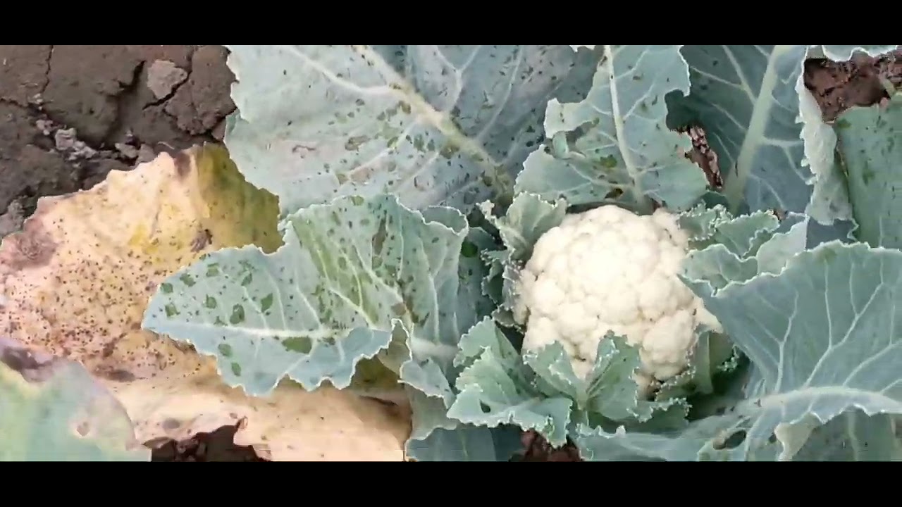 Cauliflower field  फूलगोभी