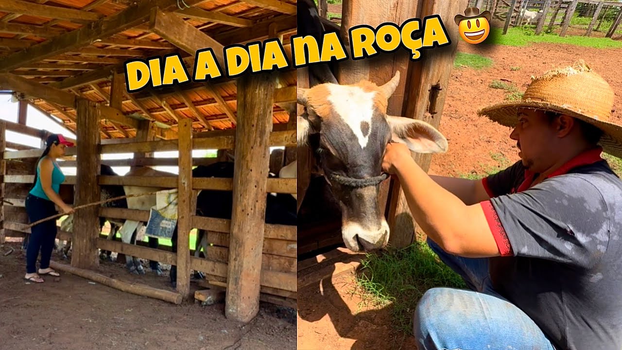 ÚLTIMAS VACAS SAINDO DA FAZENDA| TEVE QUE TIRAR ALGUNS BEZERROS FRACO PRA TRATAR|BRINCANDO GARROTES 