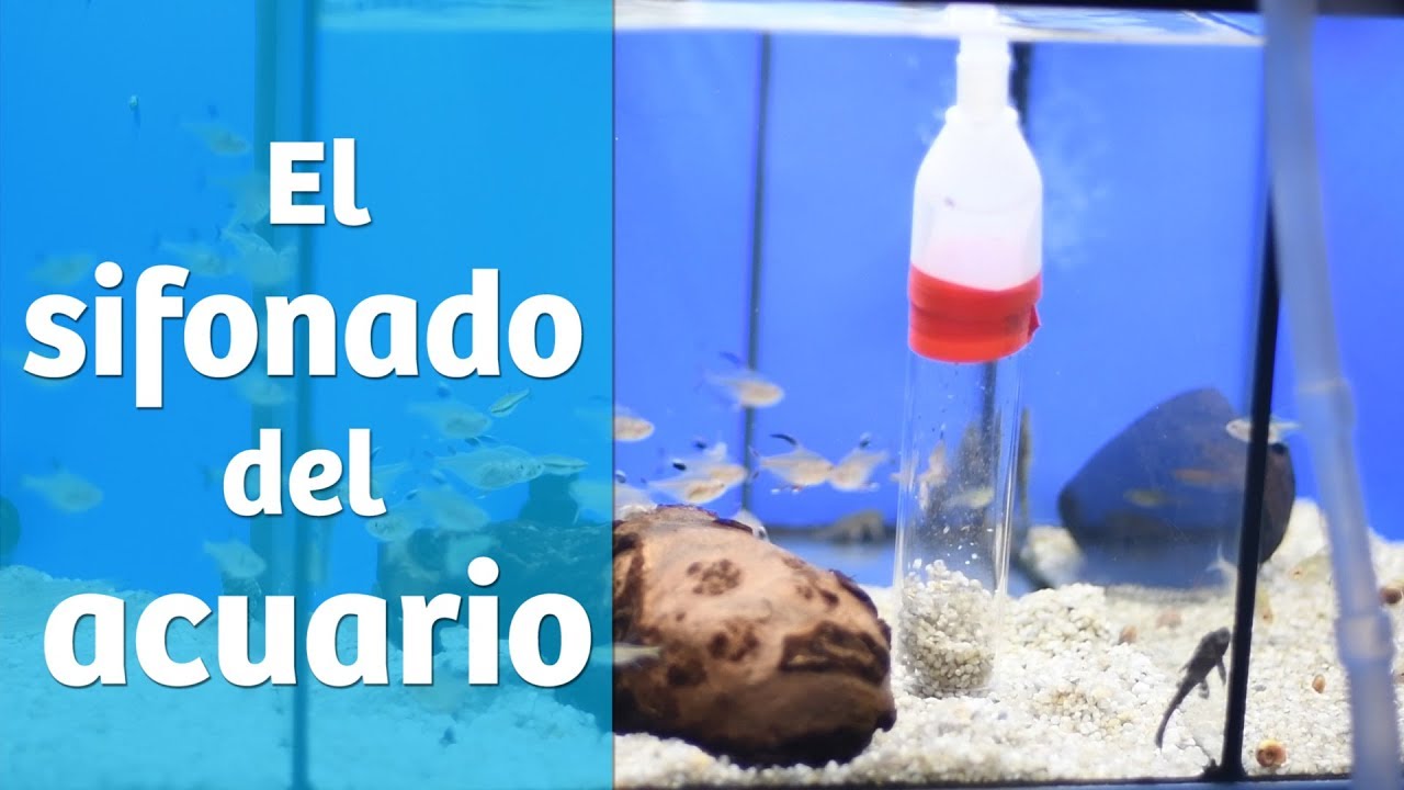 El sifonado 🚿 [ Mantenimiento del acuario ]