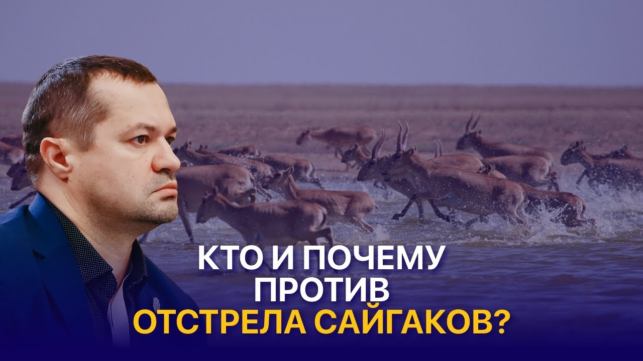 Нашествие сайгаков в Казахстане: убытки для фермеров, цены на мясо и сокращение популяции