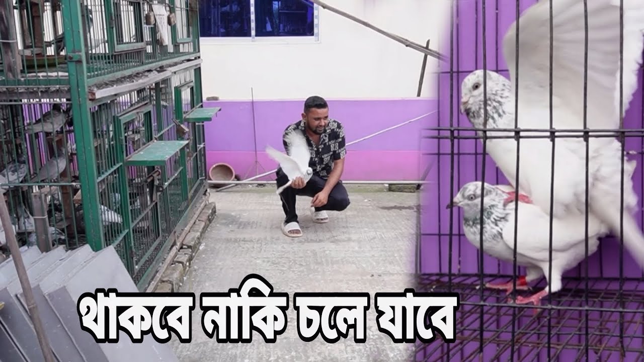 ৮ হাজার টাকার কবুতর ছেড়ে দিলাম দেখি কি হয়