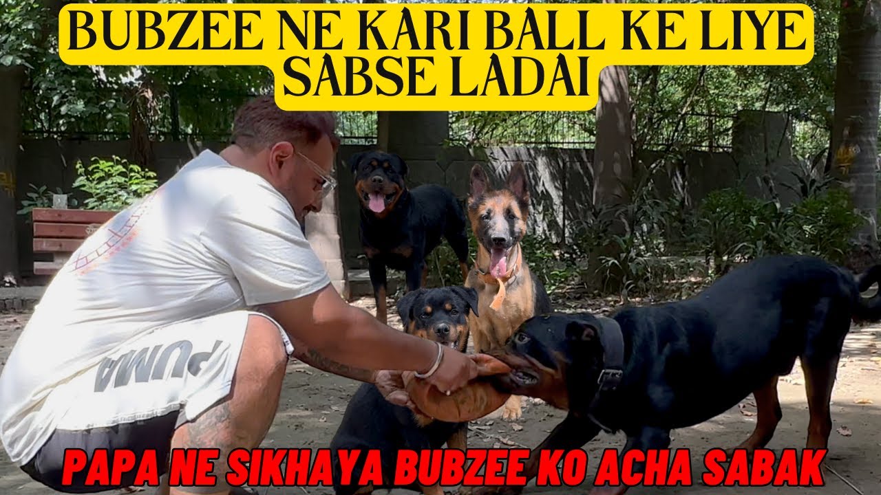 Bubzee Ne Kiya Bawaal - Fight Hogayi Aaj Lady Ollie & Bubzee Ki. #dogs