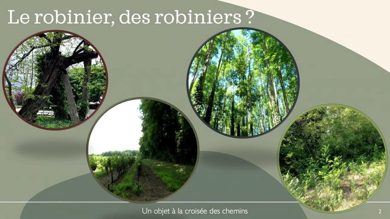 Le Robinia pseudoacacia en forêt : chronique d’une naturalisation contestée, par Zoé Ginter