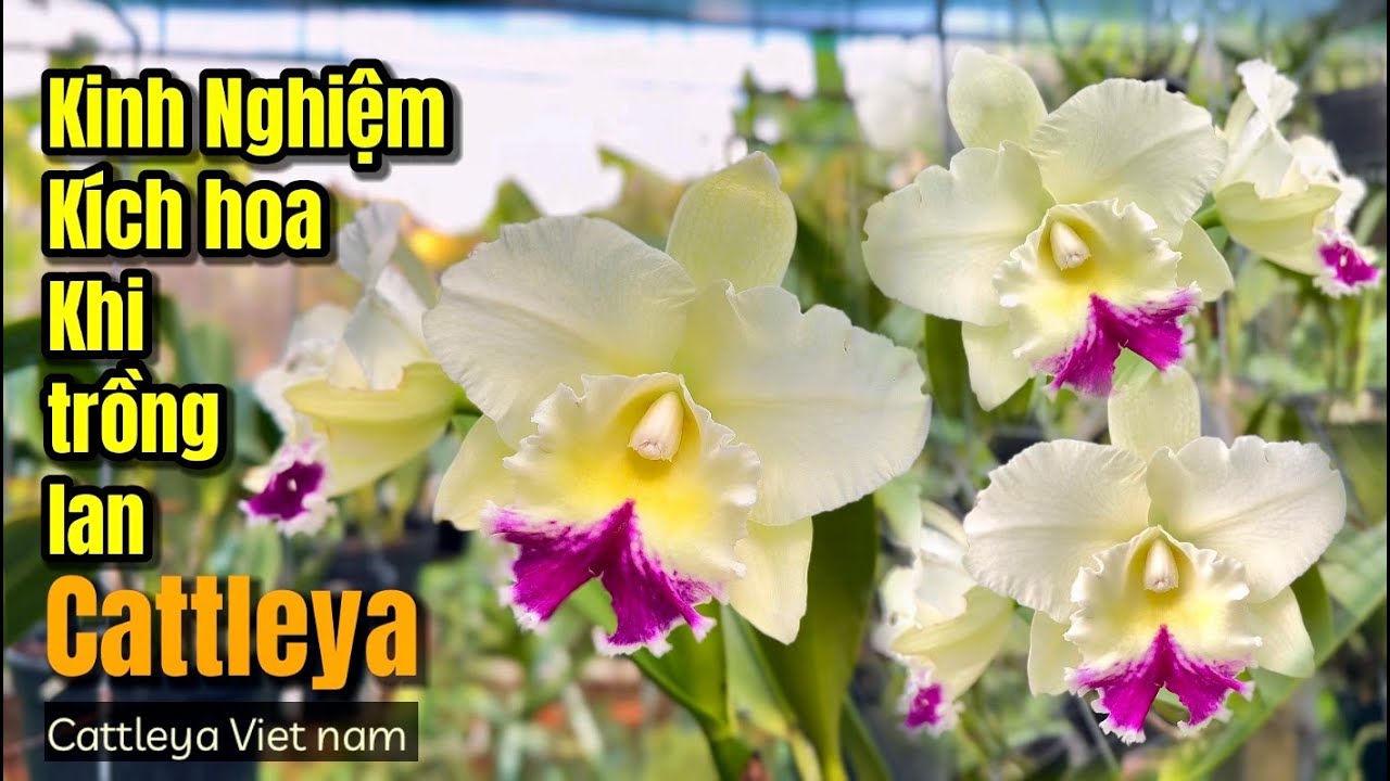 Khi Nào Kích Hoa Cho Lan Cattleya Phù Hợp Kinh Nghiệm Chơi Lan #cattleyavietnam #cattleyahoalan