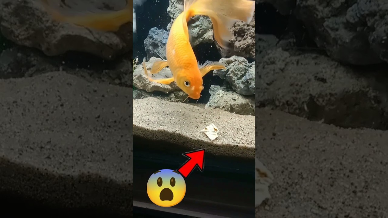 My gold fish feeling....🐠🍗 