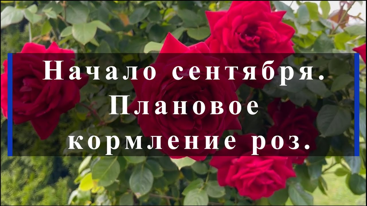 Начало сентября. Плановое кормление роз. Питомник растений Е. Иващенко